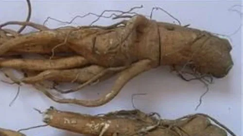 华山参的功效与作用及禁忌