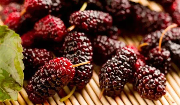 桑葚的功效与作用及营养价值、禁忌