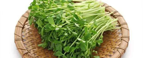 豌豆苗的功效与作用