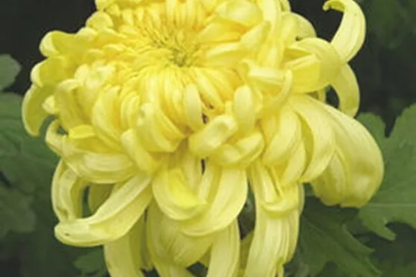 甘菊花露的功效与作用及禁忌