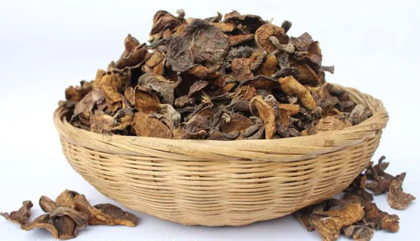 松茸的功效与作用、用法用量及禁忌