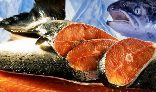 马哈鱼的功效与作用及禁忌