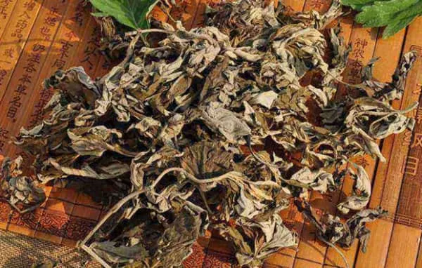 艾的作用与功效