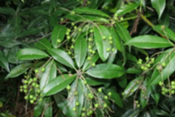 马醉木的功效与作用及禁忌