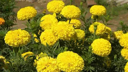 水朝阳的功效与作用及禁忌