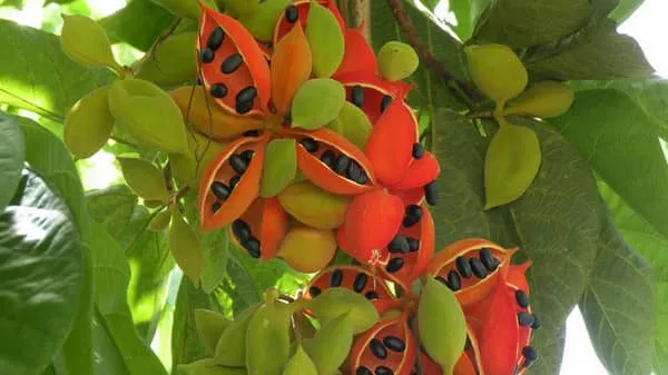 苹婆的功效与作用及禁忌