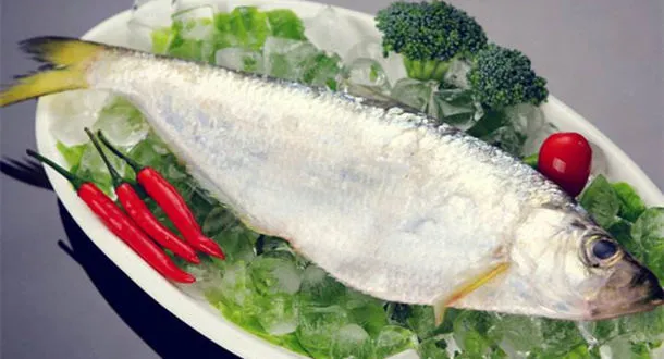 鳓鱼的营养价值及功效与作用、禁忌