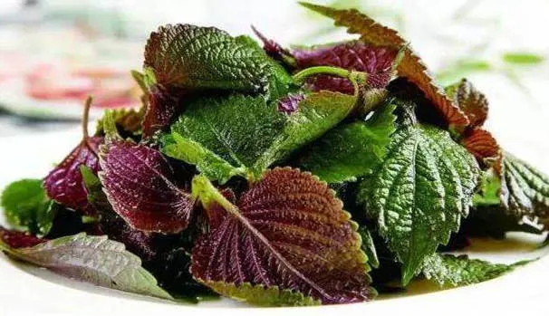 紫苏的功效与作用、营养价值及禁忌