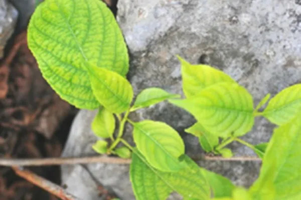 短柄南蛇藤茎叶的功效与作用及禁忌