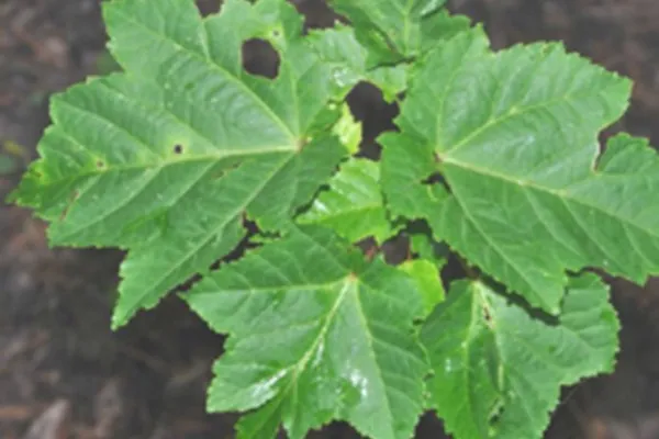 飞蛾树的功效与作用及禁忌