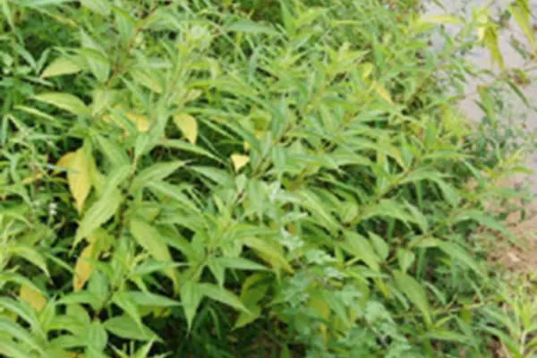 木苎麻的功效与作用及禁忌