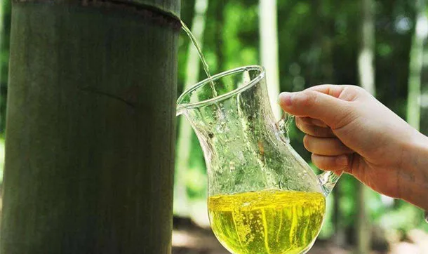 竹沥的功效与作用及副作用