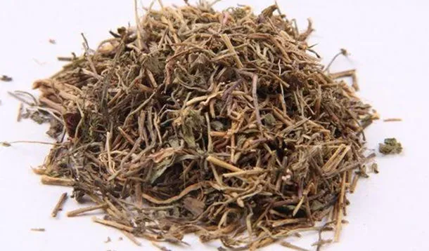 半边莲的功效与作用及副作用、禁忌