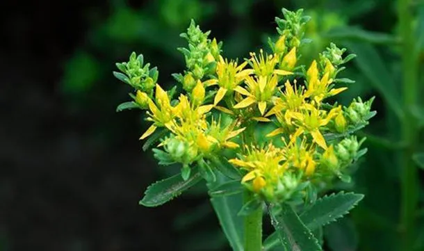 景天三七的功效与作用及副作用、禁忌