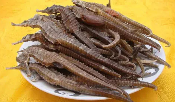 海马的功效与作用及营养价值、禁忌