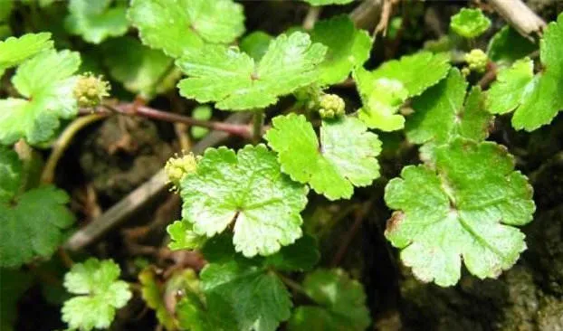 天胡荽的功效与作用