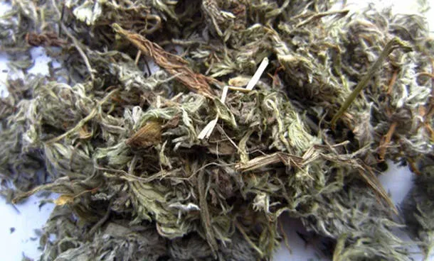 茵陈的功效与作用及禁忌