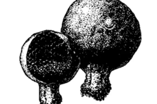 豆包菌的功效与作用及禁忌