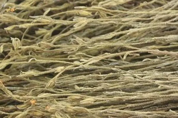独脚柑的功效与作用及禁忌