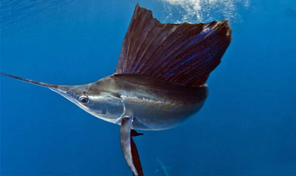 剑鱼的营养价值及功效与作用