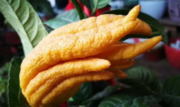 佛手柑的营养价值及功效与作用