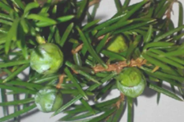 杜松实的功效与作用及禁忌