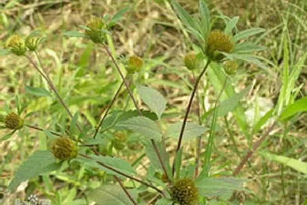 狼杷草的功效与作用及禁忌