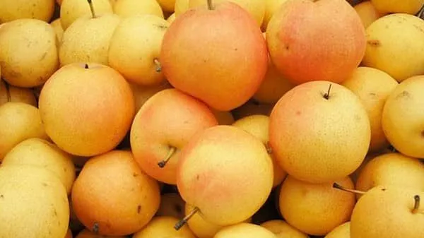 南果梨的功效与作用及禁忌