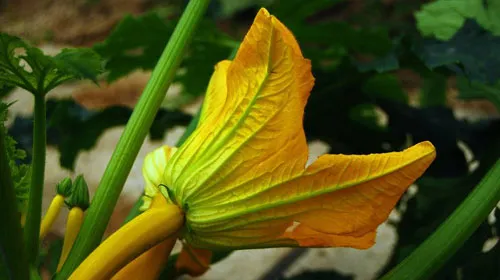 南瓜花的功效与作用及禁忌