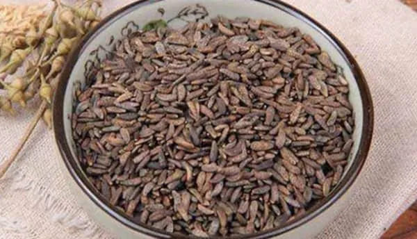 牛蒡子的功效与作用及食用方法