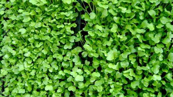 萝卜苗的功效与作用及禁忌