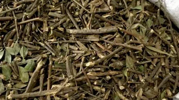 春根藤的功效与作用及禁忌