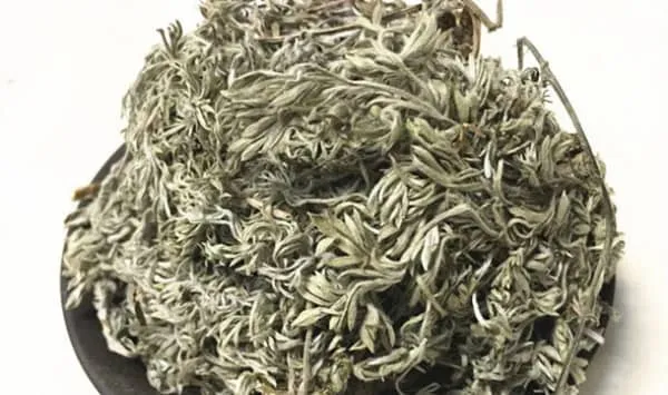 茵陈蒿的功效与作用和禁忌