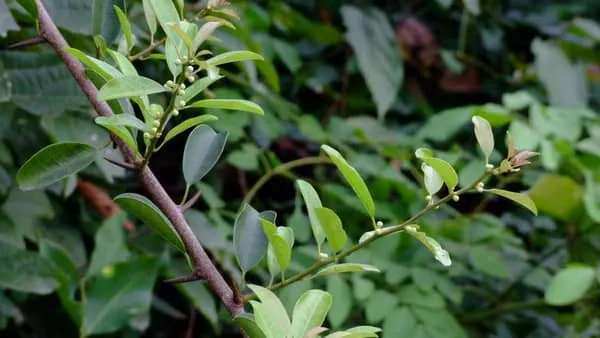 构棘果的功效与作用及禁忌