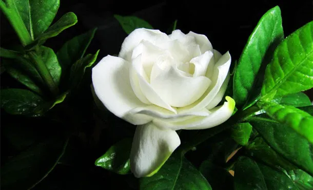 栀子花的功效与作用及副作用、禁忌