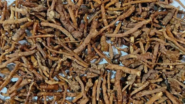 炙远志的功效与作用及禁忌