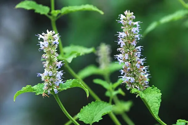 藿香的功效与作用