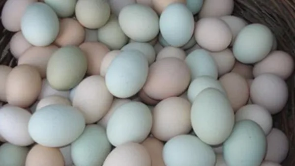 乌鸡蛋的功效与作用及禁忌