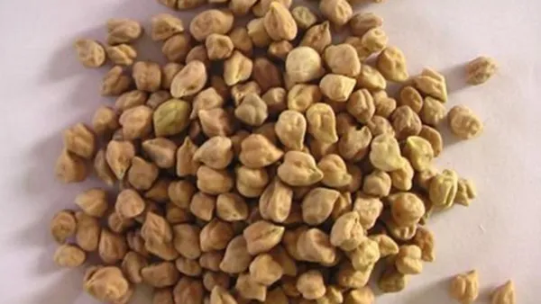 鹰嘴豆的功效与作用及禁忌