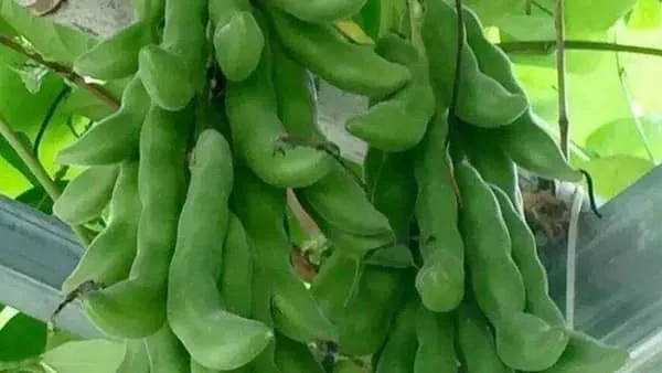 狗爪豆的功效与作用及禁忌