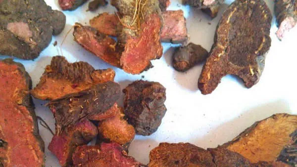 拳参的作用以及功效的功效与作用及禁忌