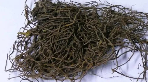 马尾连的功效与作用及禁忌