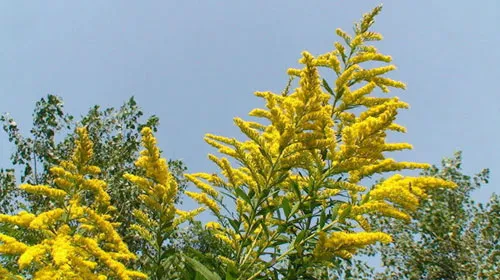 一枝黄花的功效与作用及禁忌