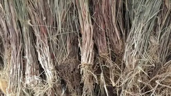 猫毛草的功效与作用及禁忌