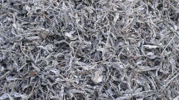 藤茶的功效与作用及禁忌