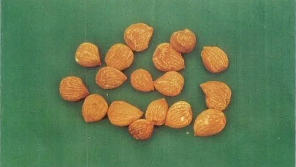杏核仁的功效与作用及禁忌