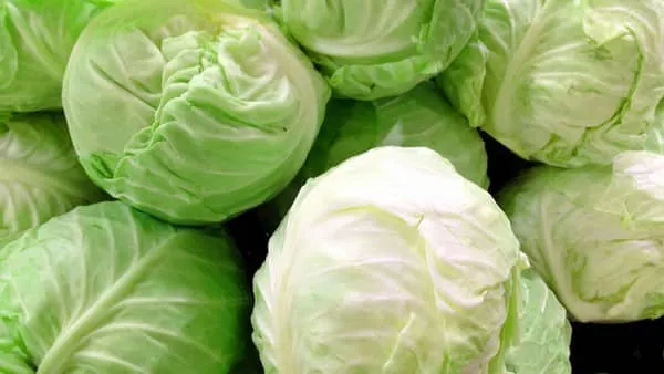 洋白菜的功效与作用及禁忌