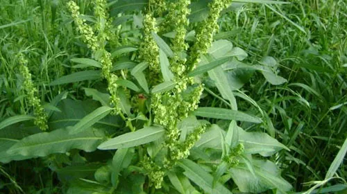 酸模的功效与作用及禁忌