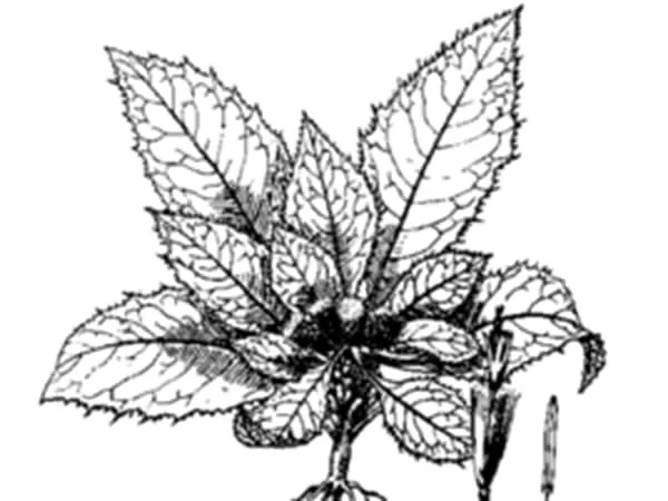 越西川木香的功效与作用及禁忌