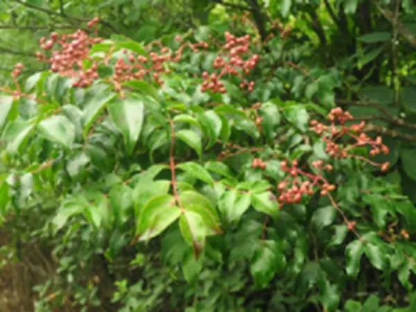 野鸦椿皮的功效与作用及禁忌